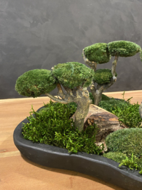 Organische schaal Mosboompjes (zwart)