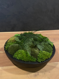 Keramieken mos schaal