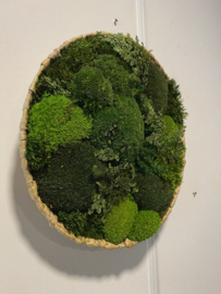 Mosschaal/schilderij -  Mos Landschap