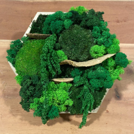Mosschilderij / zeshoek (5.0)
