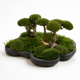 Organische schaal Mosboompjes (zwart)