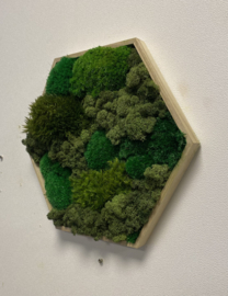 Mosschilderij - Hexagon  (1)