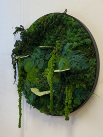 Mos schilderij (rond) nature
