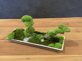 Naturel houten schaaltje met mosboompjes (2)