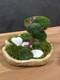 Organische schaal met mos boompje