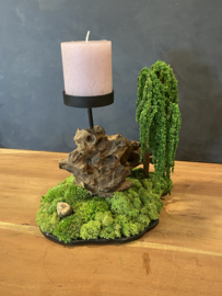 Moskandelaar - Bonsai Landschap  (1.1)