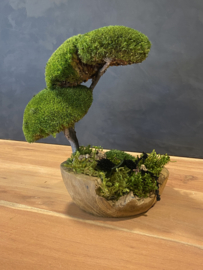 Kleine organische schaal met boom