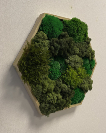 Mosschilderij - Hexagon (2)