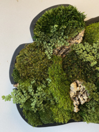 Organische Mosschilderij (schaal)