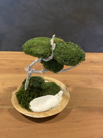 Houten schaal met mosboom (2)