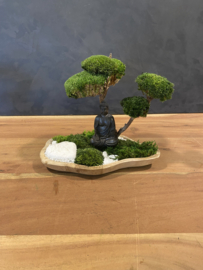 Mosboompje - Mos Bonsai  small (2)