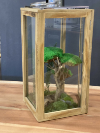 Groot windlicht met tuintje