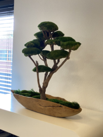 Mosboom - Mos Bonsai - XL (1)