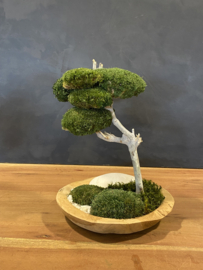 Mosboompje - Mos Bonsai small