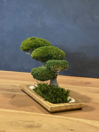 Houten schaal met mosboom (1)