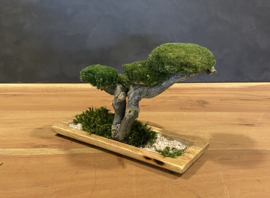 Houten schaal met mosboom (1)
