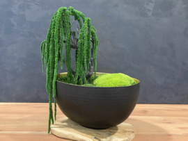 Ovale schaal met Amaranth boom