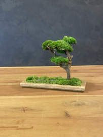Mosboom - Mos Bonsai XS (1)