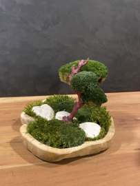 Organische schaal met mos boompje