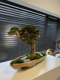 Robuust bootvormige schaal met xxl mosboom