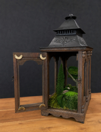 Mos Windlicht - Mosforest -  medium