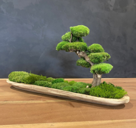 Naturel houten schaal met mosboompje (boedha)
