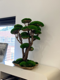 Mosboom - Mos Bonsai - XXL (1)