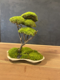 Mosboom - Mos Bonsai medium  (3)