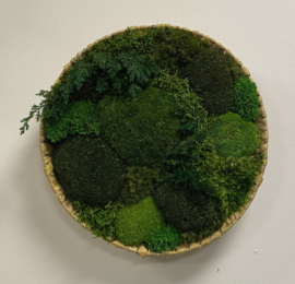 Mos schilderij/schaal  rond