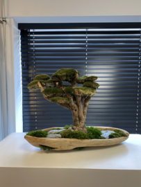 Robuust bootvormige schaal met xxl mosboom