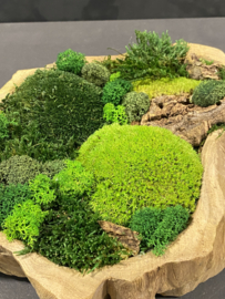 Robuust houten mosschaal