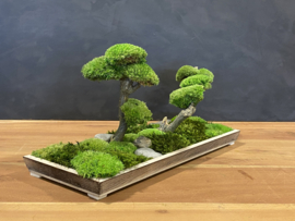 Naturel houten schaaltje met mosboompjes (2)