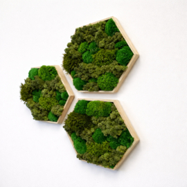 Mosschilderij - Hexagon set van drie