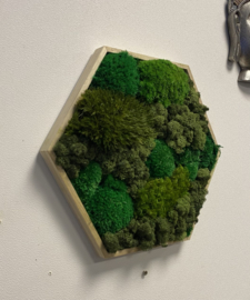 Mosschilderij - Hexagon  (1)