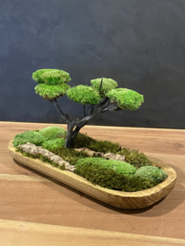 Naturel houten schaaltje met mosboompje (3)