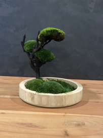 Ronde naturel houten schaal met mos boompje