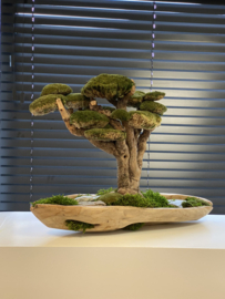 Robuust bootvormige schaal met xxl mosboom