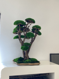 Mosboom - Mos Bonsai - XXL (1)