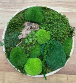Mosschilderij / rond (7)