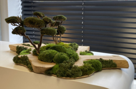 Robuust houten plateau met mosboompjes