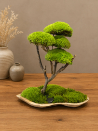 Mosboom - Mos Bonsai medium  (3)