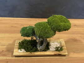 Houten schaal met mosboom (1)