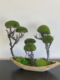 Moss forest