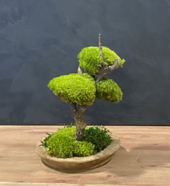 Naturel houten schaal met mosboompje (1.2)
