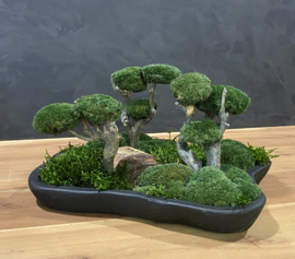 Organische schaal Mosboompjes (zwart)