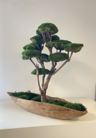 Mosboom - Mos Bonsai - XL (1)