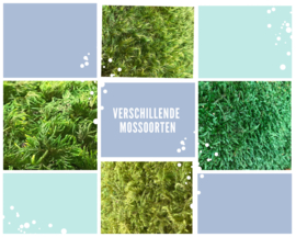 Mosschilderij / zeshoek (5.0)