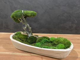 Boedha in a Mossforest