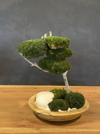 Mosboompje - Mos Bonsai small