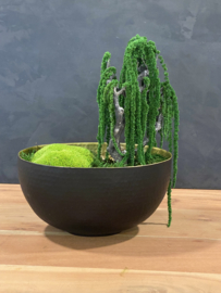 Ovale schaal met Amaranth boom